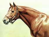 Thoroughbred, Equine Art - Secretariat Head Study